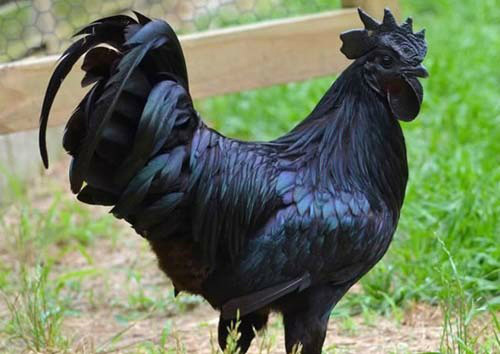 Kỳ lạ giống gà mặt quỷ đen &quot;từ đầu đến chân&quot;, giá cả ngàn đô la ở Indonesia - Ảnh 2.