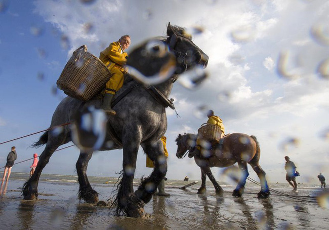 Chống chọi cái rét, ngư dân tại Bỉ sử dụng... ngựa để đánh bắt tôm cá - Ảnh 2.