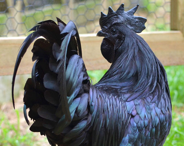 Kỳ lạ giống gà mặt quỷ đen “từ đầu đến chân”, giá cả ngàn đô la ở Indonesia