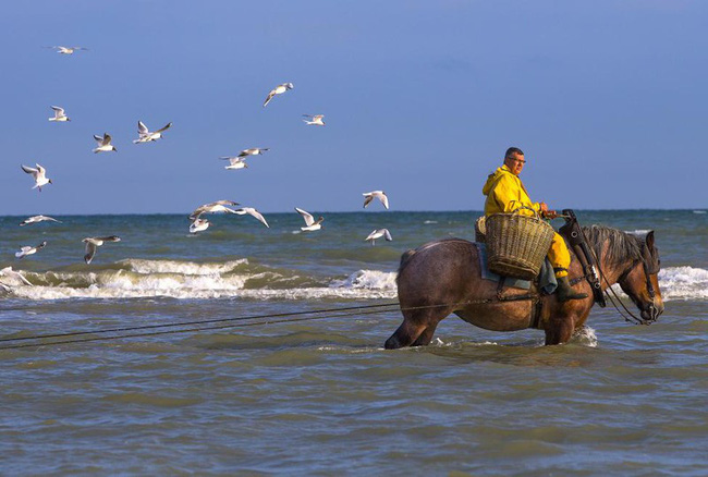 Chống chọi cái rét, ngư dân tại Bỉ sử dụng... ngựa để đánh bắt tôm cá - Ảnh 4.