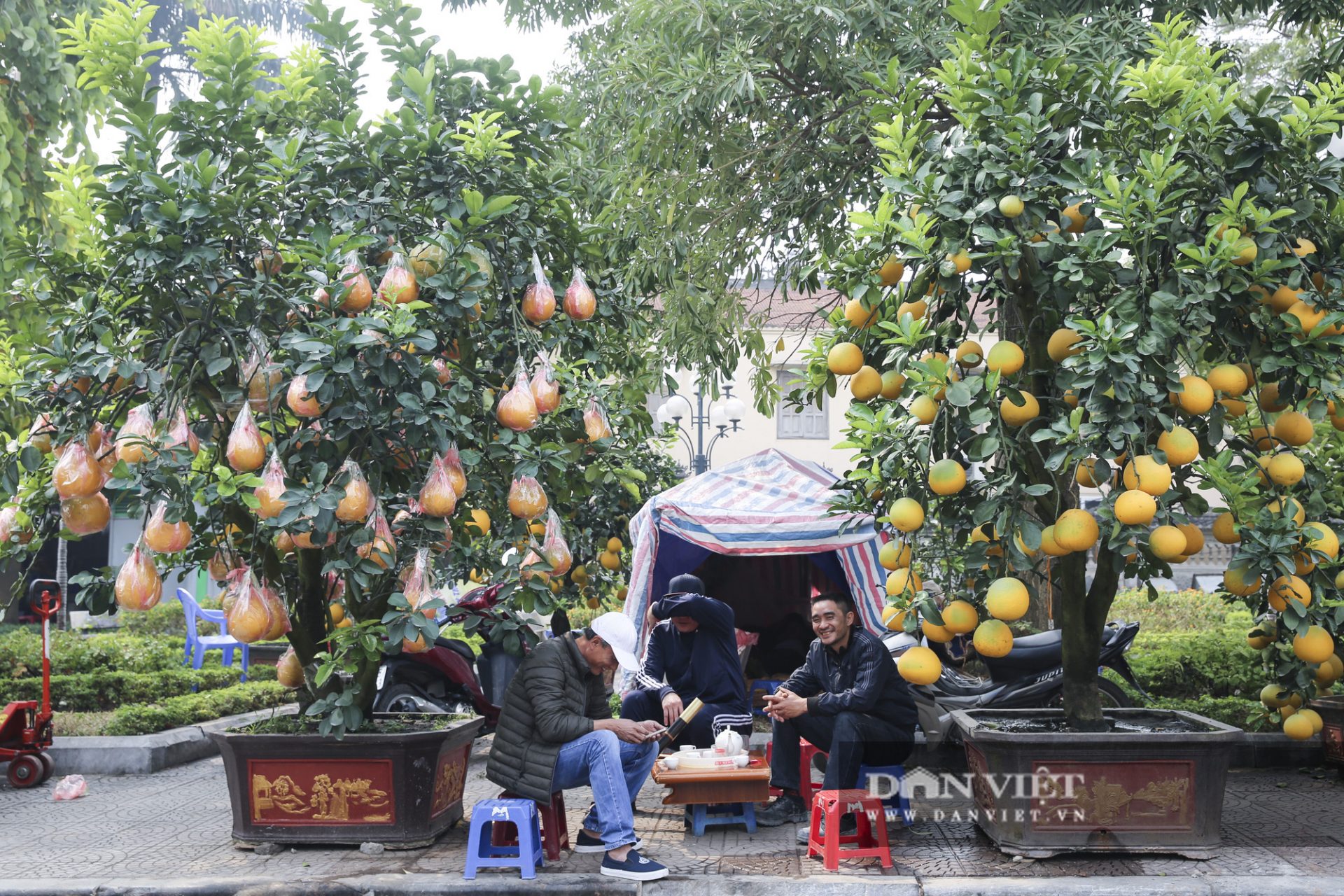 Bưởi cảnh trĩu quả giá chục triệu xuất hiện tại đường phố Hà Nội - Ảnh 6.