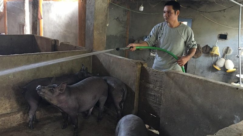 Video: Từ hộ nghèo, anh nông dân thu trên 200 triệu đồng/năm nhờ mô hình khép kín “nấu rượu – nuôi lợn