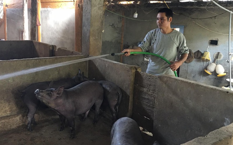 Video: Từ hộ nghèo, anh nông dân thu trên 200 triệu đồng/năm nhờ mô hình khép kín “nấu rượu – nuôi lợn