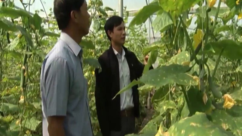 Nam Định: Thu nhập 1 tỷ đồng/năm từ mô hình trồng dưa leo trong nhà lưới
