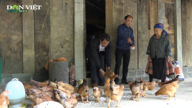 Mô hình nuôi gà đẻ cực hiệu quả, giúp bà con dân tộc ở Pá Lau thoát nghèo