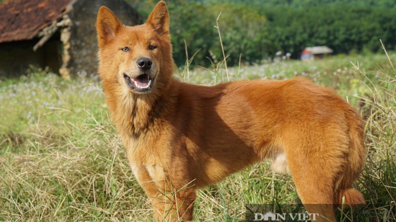 Giống chó Lài bản địa – một trong “Tứ đại Quốc khuyển” của Việt Nam
