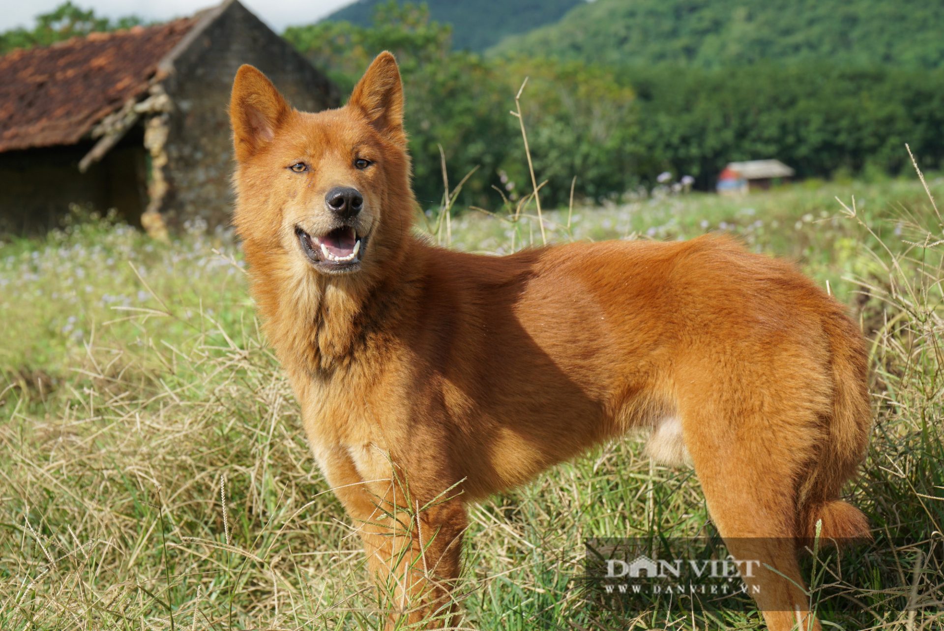Giống chó Lài bản địa – một trong “Tứ đại Quốc khuyển” của Việt Nam