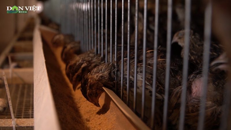 Kỹ thuật làm chuồng nuôi chim cút thịt đem lại hiệu quả kinh tế cao