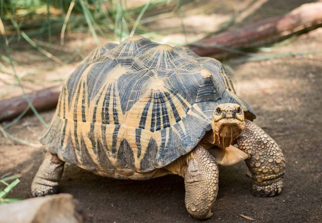 Rùa bức xạ – loài rùa đẹp nhất hành tinh đứng trên bờ vực tuyệt chủng