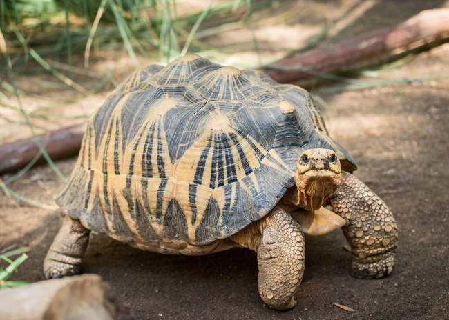 Rùa bức xạ - loài rùa sở hữu những chiếc mai độc đáo đang trên bờ vực tuyệt chủng