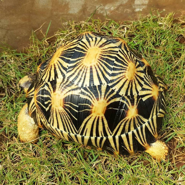 Rùa bức xạ - loài rùa sở hữu những chiếc mai độc đáo đang trên bờ vực tuyệt chủng