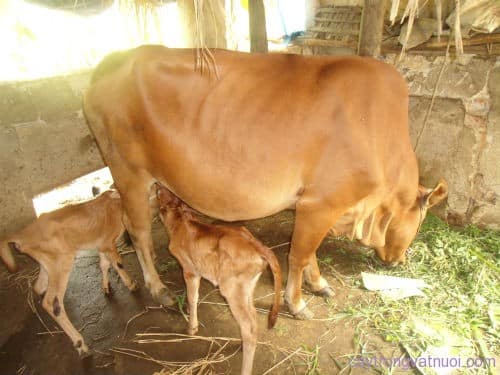 Thời gian mang thai của bò, cách nhận biết và chăm sóc bò đang mang thai