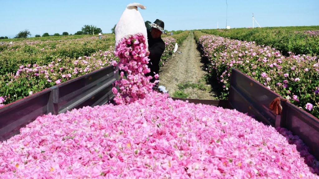 phương pháp thu hoạch và chế biến tinh dầu hoa hồng tại trang trại